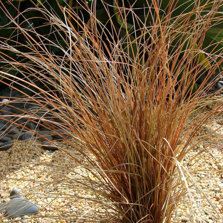 Organic Carex herb seeds