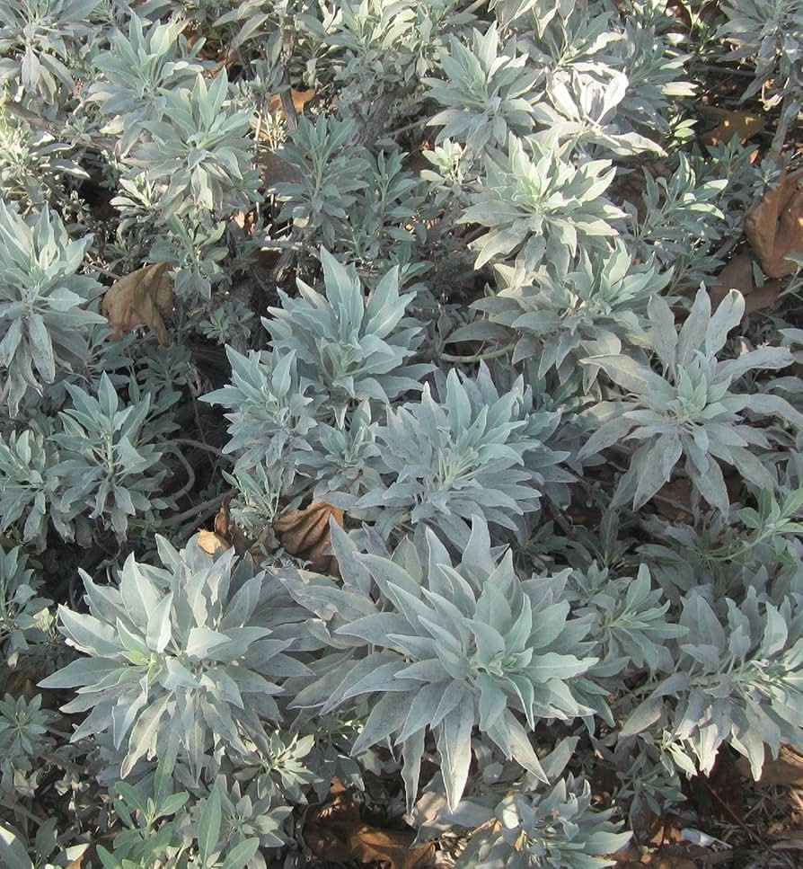 White Sage herb seeds