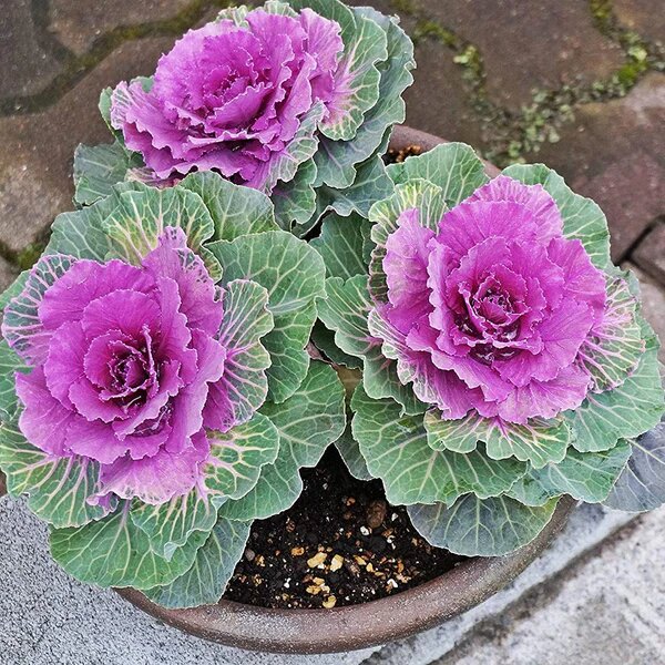 Mixed Kale Flower Seeds – Heirloom, Non-GMO, High Germination Seeds