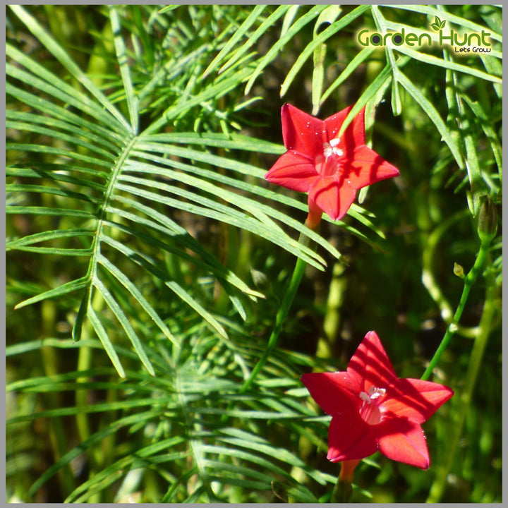 Eccremocarpus Flower Seeds Red – Heirloom Non-GMO High Germination Seeds