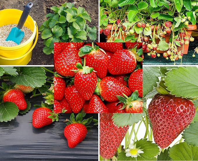 climbing strawberry flower seeds
