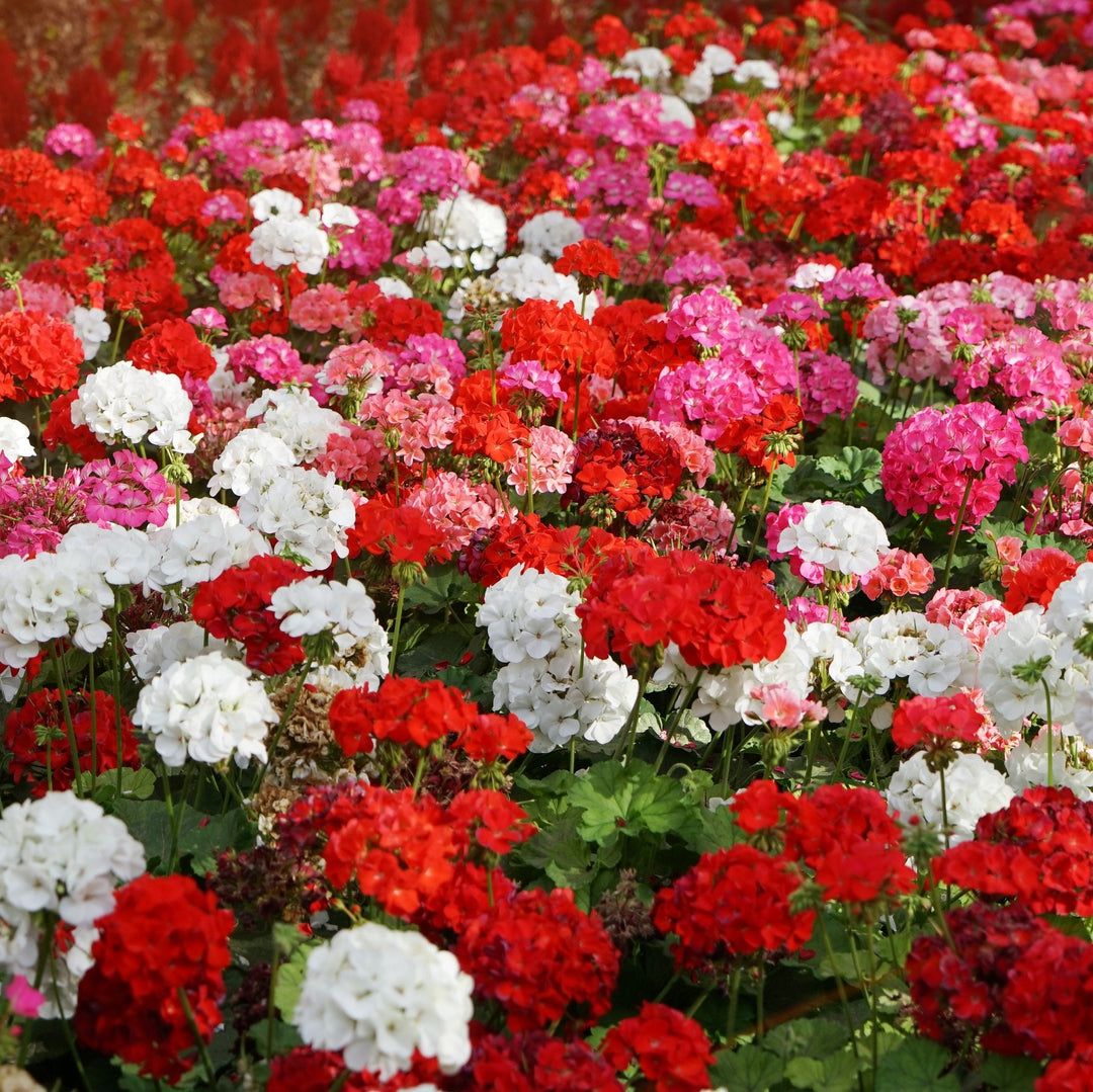 mixed geranium flower seeds