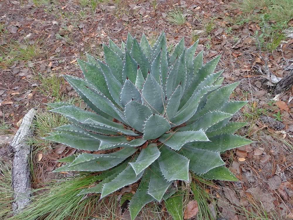 Agave Agave herb seeds