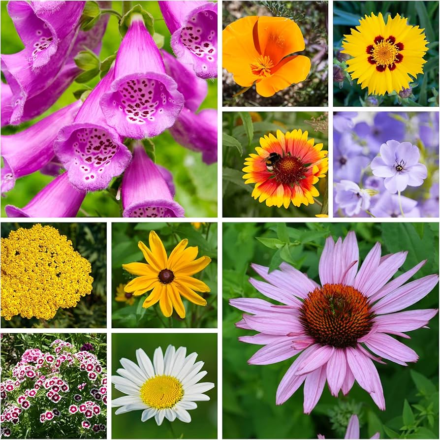 bulk wildflower flower seeds