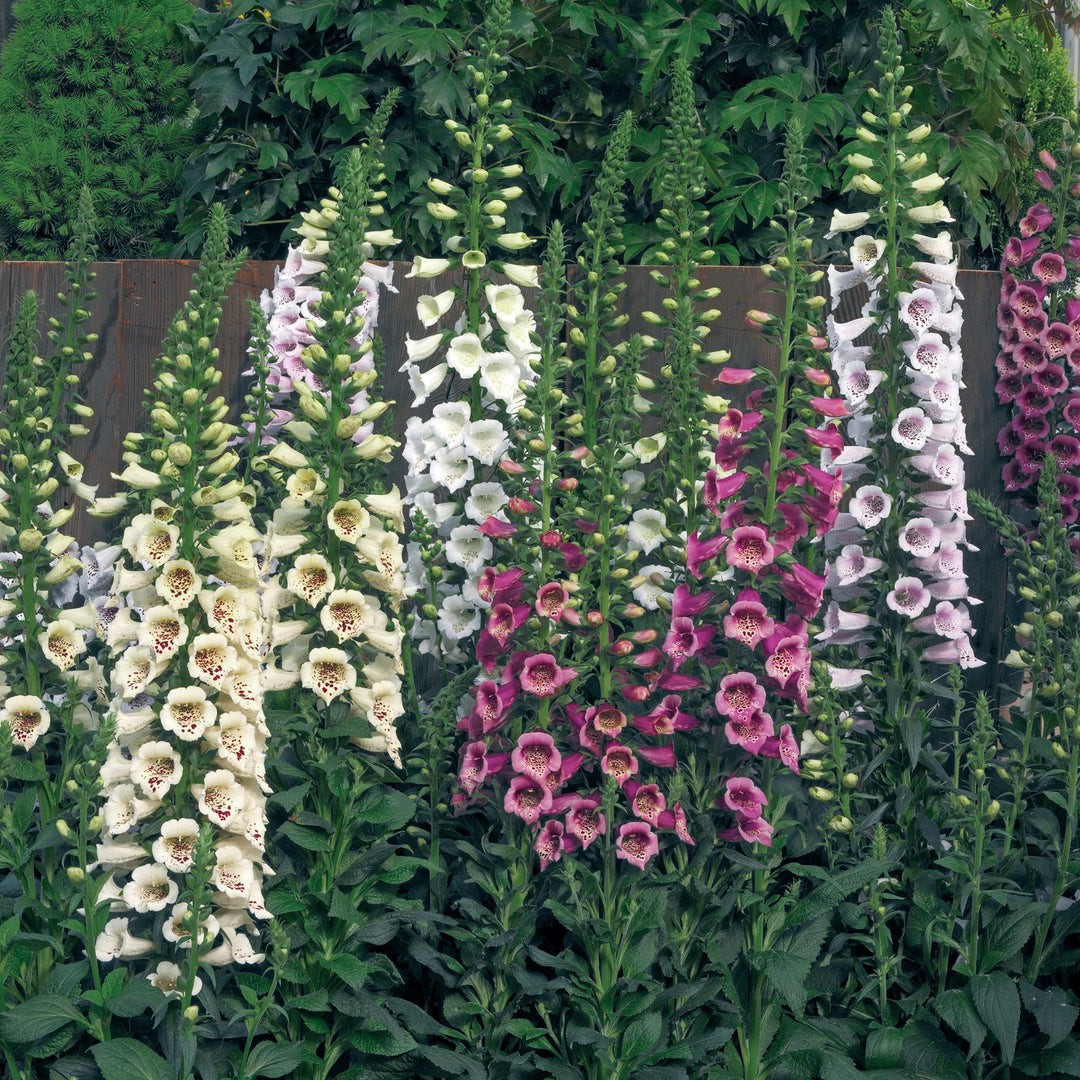 foxglove digitalis flower seeds