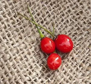 heirloom chile flower seeds