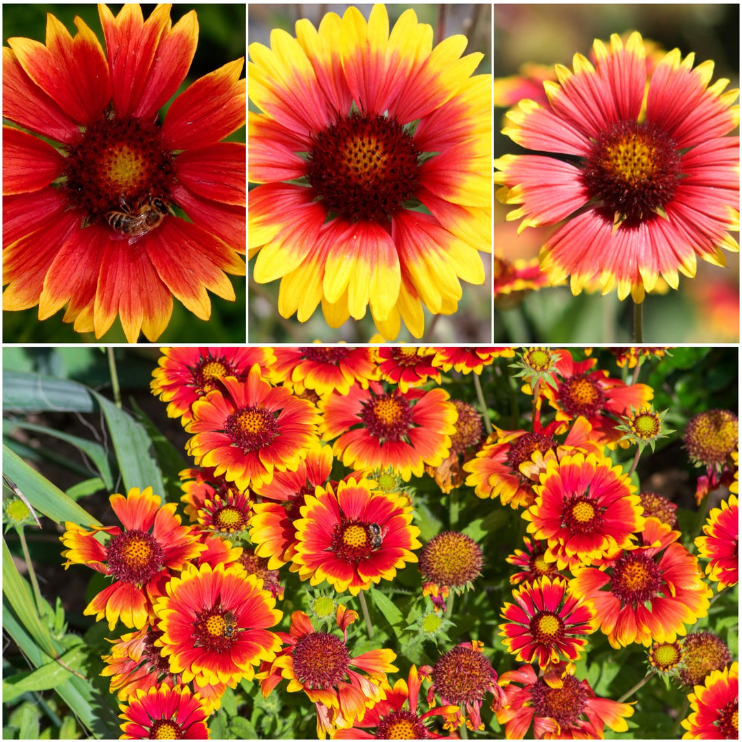 blanket flower flower seeds