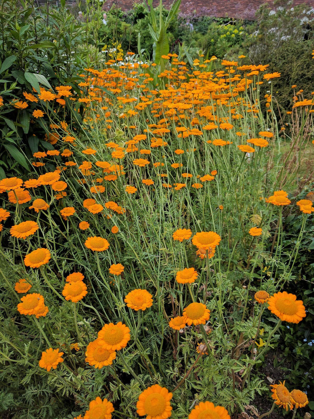 Orange Chamomile Flower Seeds – Heirloom, Non-GMO, High Germination Seeds