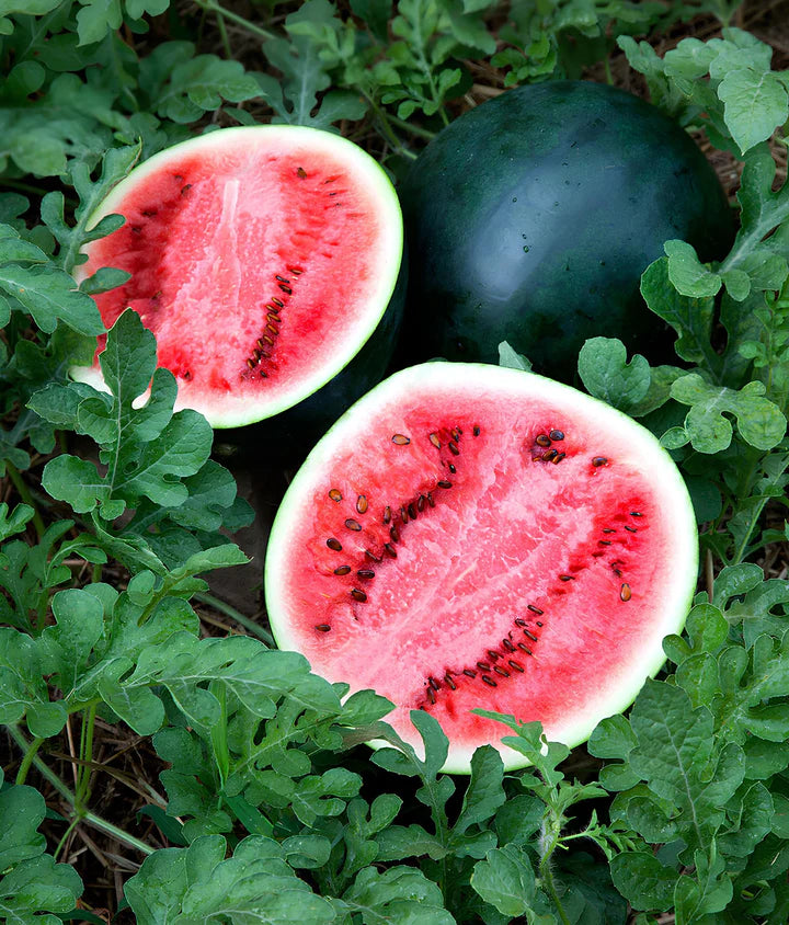 Sugar Baby Watermelon Seeds for Planting Heirloom Non-GMO High Germination Organic Garden Seeds