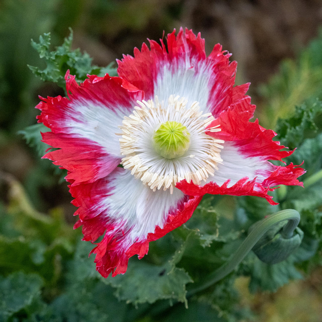 danish flag flower seeds