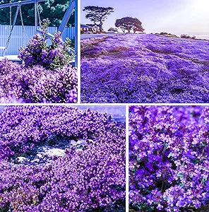 creeping thyme flower seeds