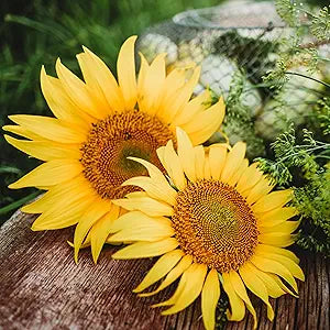 mars sunflower flower seeds