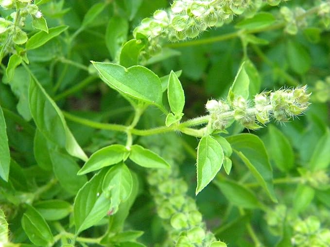Basil Ocimum herb seeds