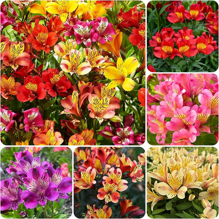 Mixed Alstroemeria Flower Seeds – Heirloom, Non-GMO, High Germination Seeds