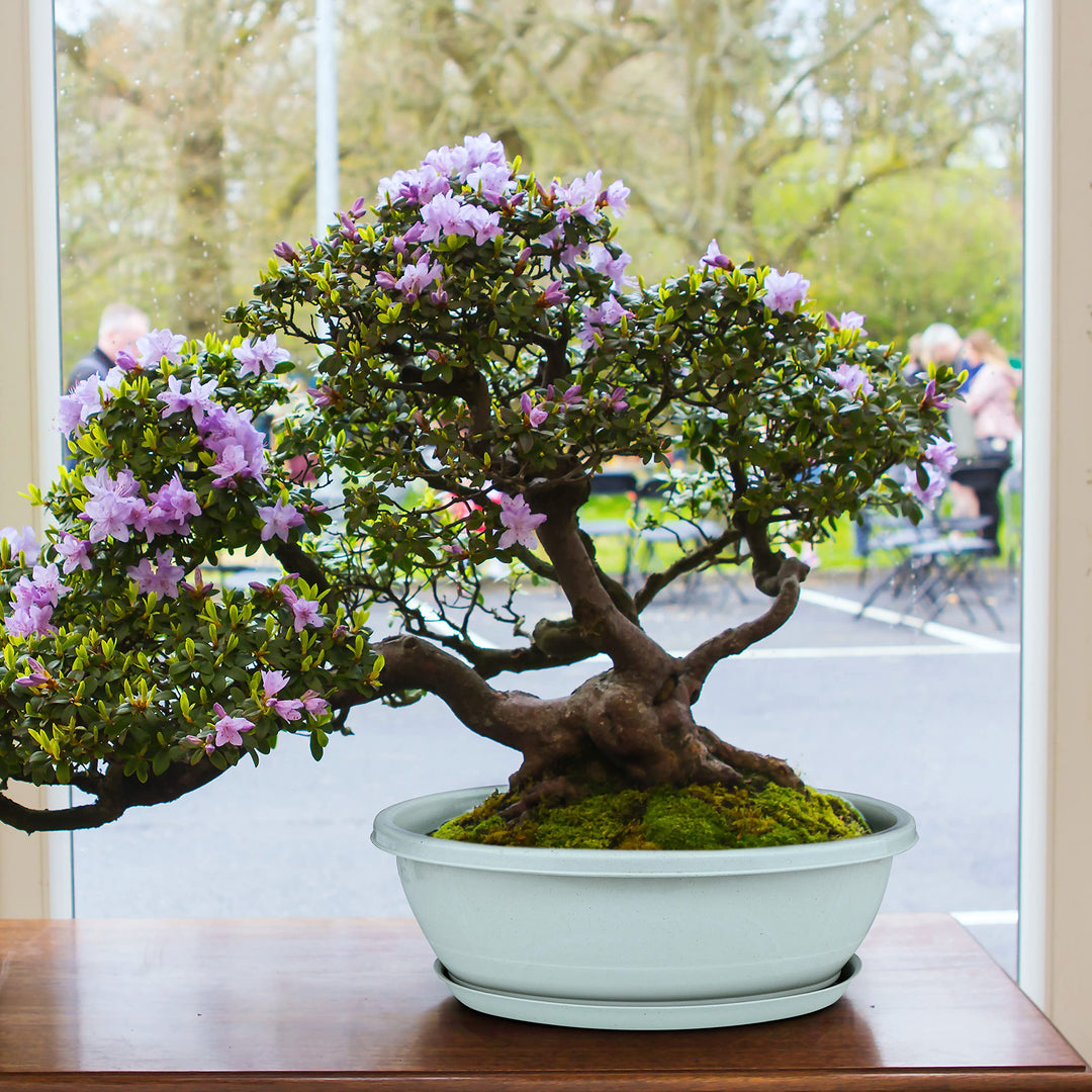 creative bonsai flower seeds