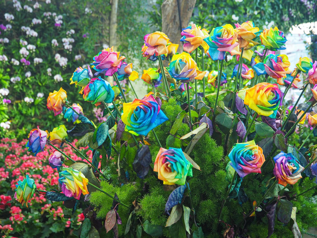 holland rainbow flower seeds