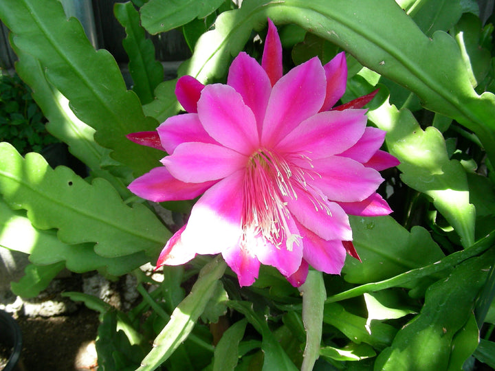 Pink Epiphyllum Oxypetalum Flower Seeds – Heirloom, Non-GMO, High Germination