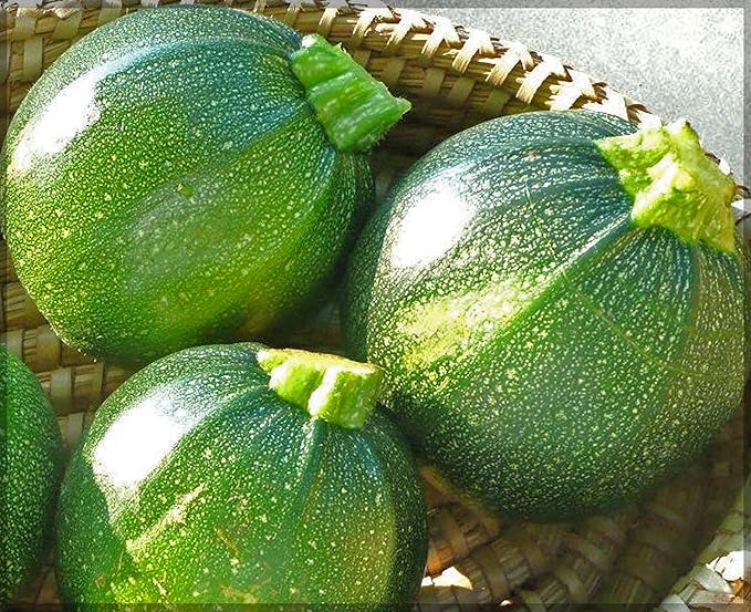 Round Zucchini Seeds for Planting – Heirloom, Non-GMO, High Germination Organic Vegetable Garden Seeds