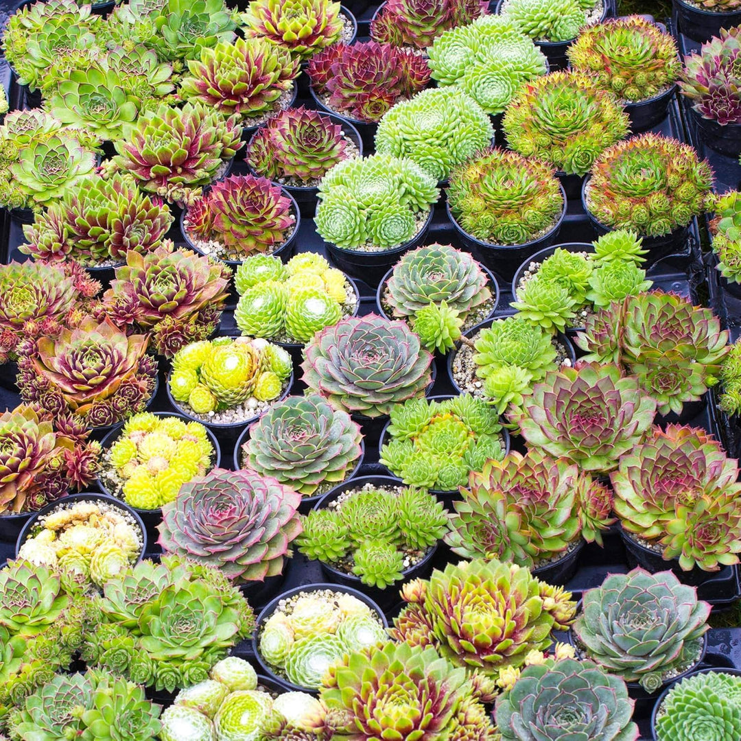 greensempervivumheirloomnongmo flower seeds