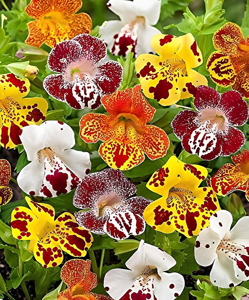 Mimulus Flower Seeds Mixed – Heirloom Non-GMO High Germination Seeds