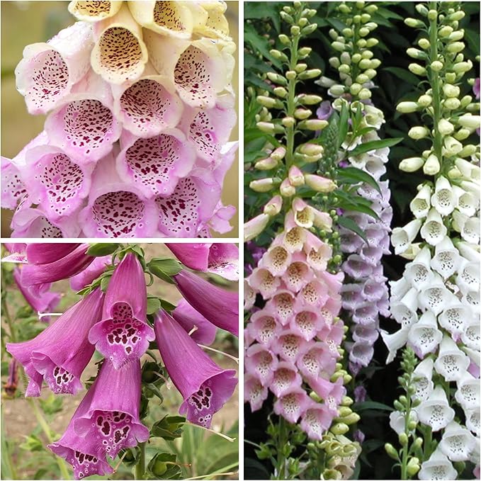 foxglove digitalis flower seeds