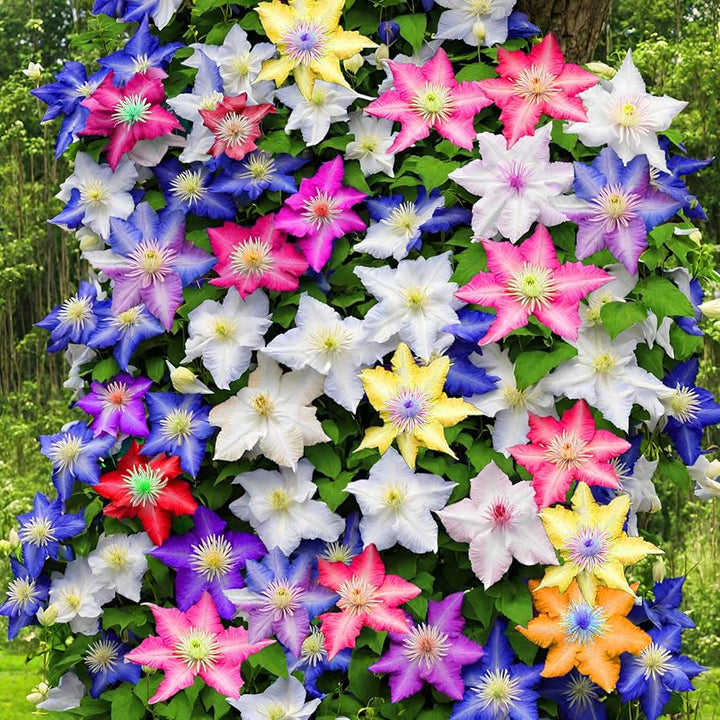 Mixed Clematis Flower Seeds for Planting – Heirloom Non-GMO High Germination Seeds