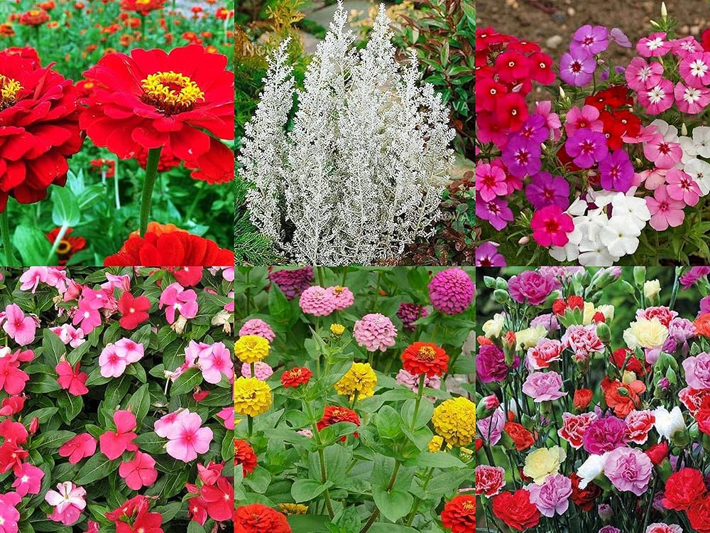 flower mix flower seeds