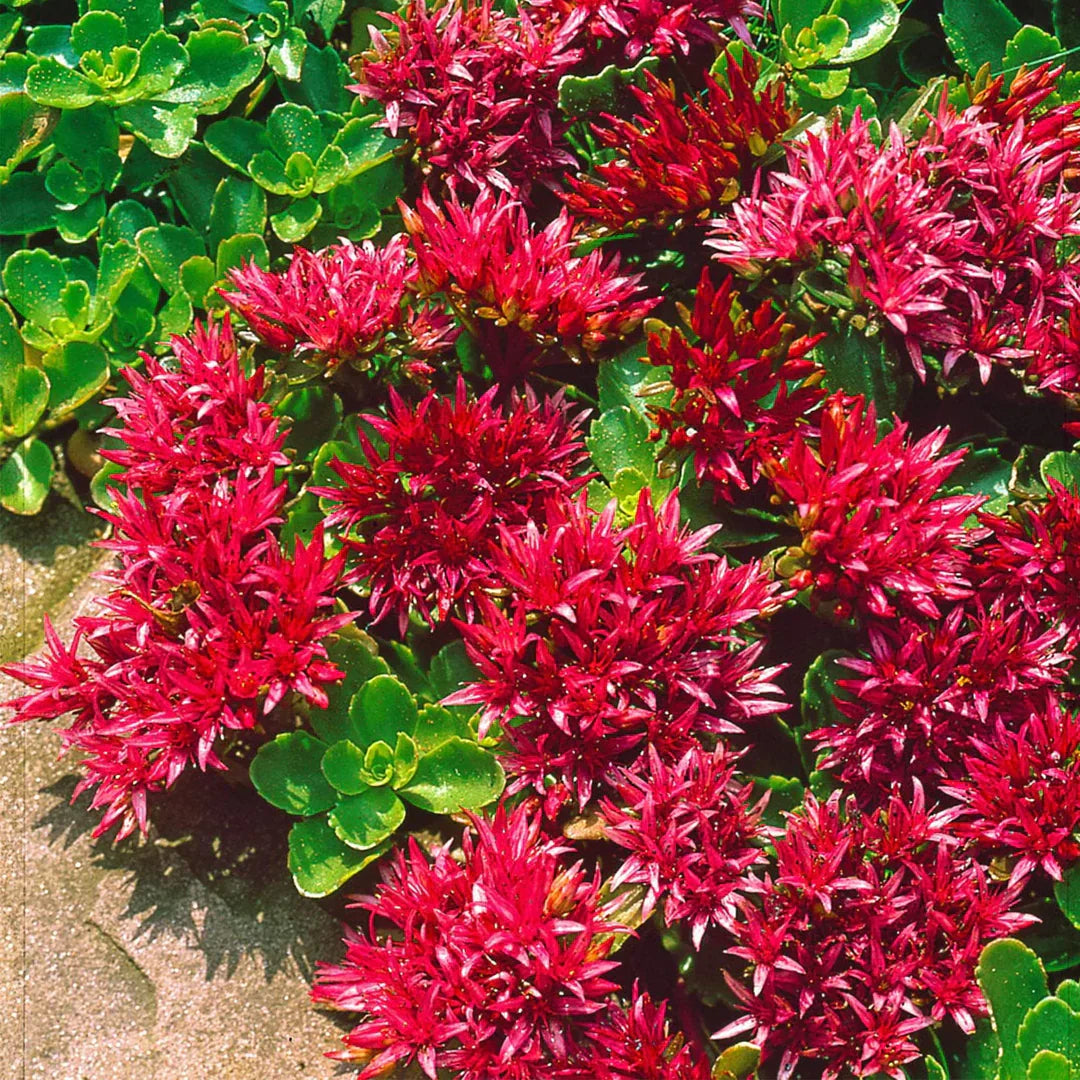Sedum Album herb seeds