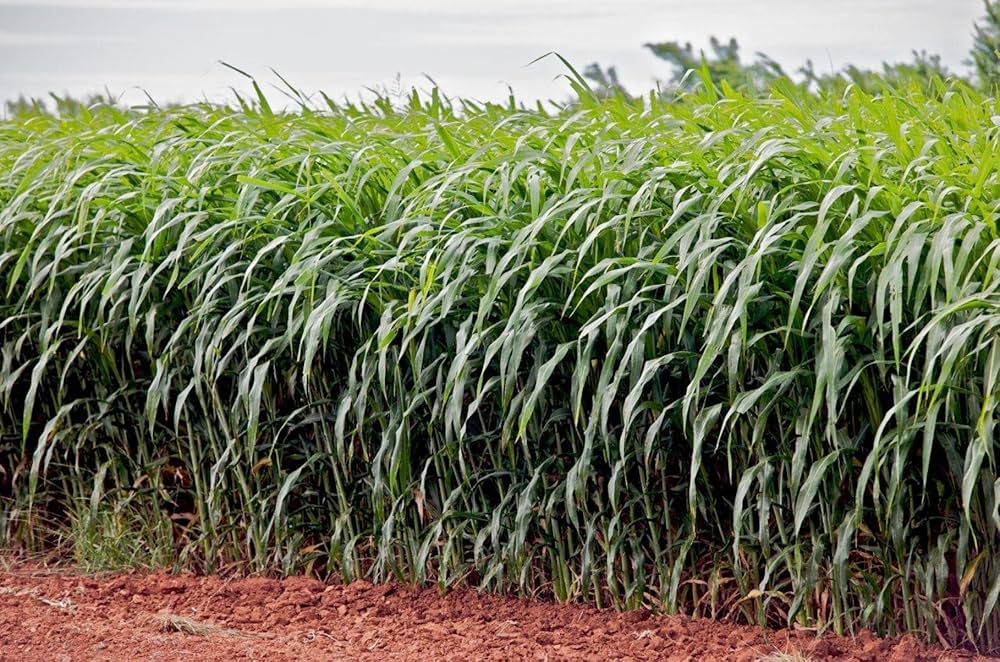 sorghum grass flower seeds