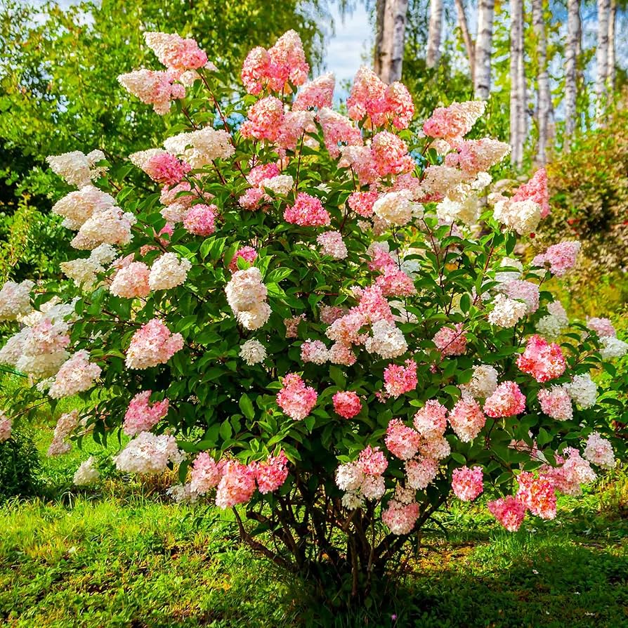 hydrangea vanilla flower seeds