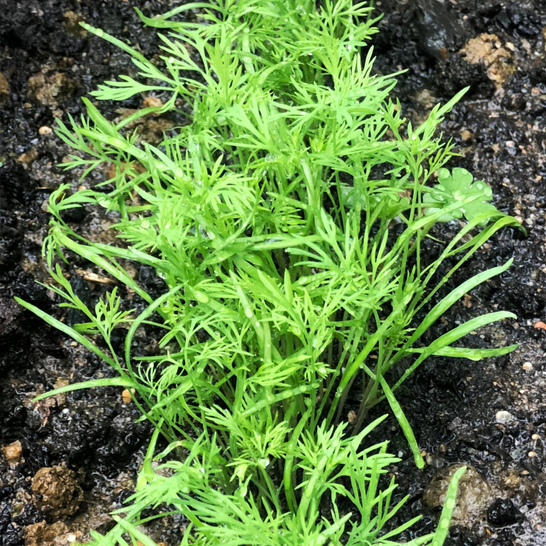 Bouquet Dill herb seeds