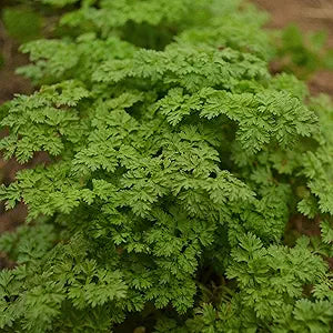 Curled Chervil herb seeds