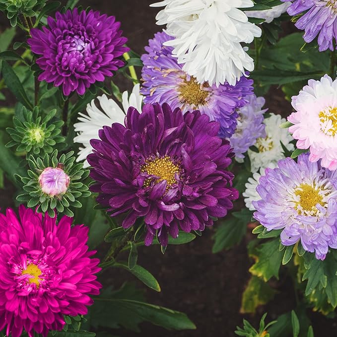 aster aster flower seeds