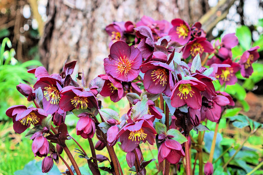 Lenten Rose Flower Seeds – Heirloom, Non-GMO, High Germination Organic Garden Seeds