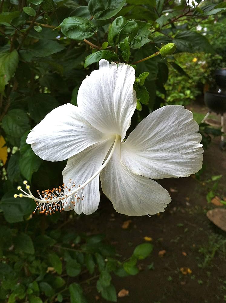 White Hibiscus Flower Seeds – Heirloom, Non-GMO, High Germination Seeds