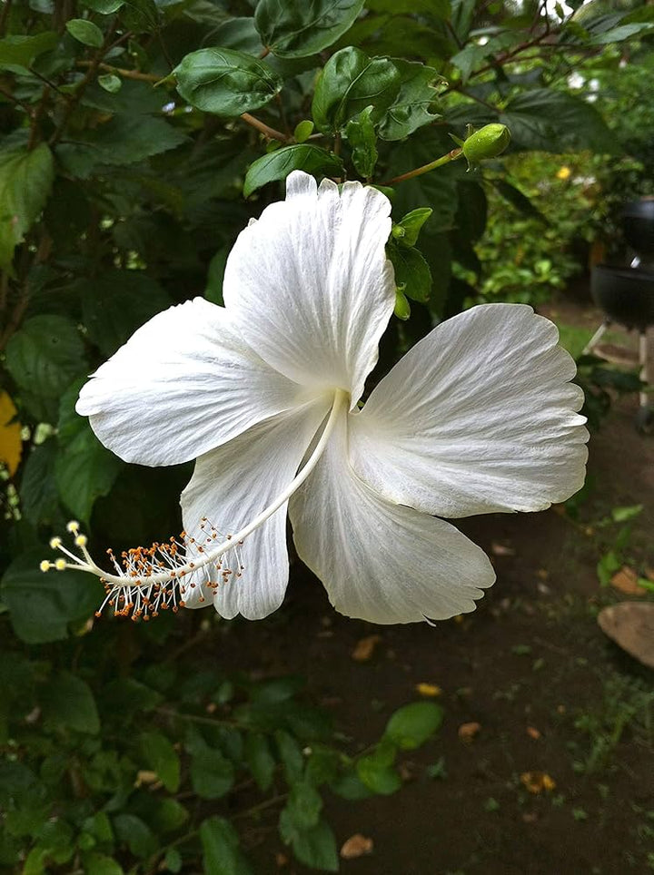 White Hibiscus Flower Seeds – Heirloom, Non-GMO, High Germination Seeds