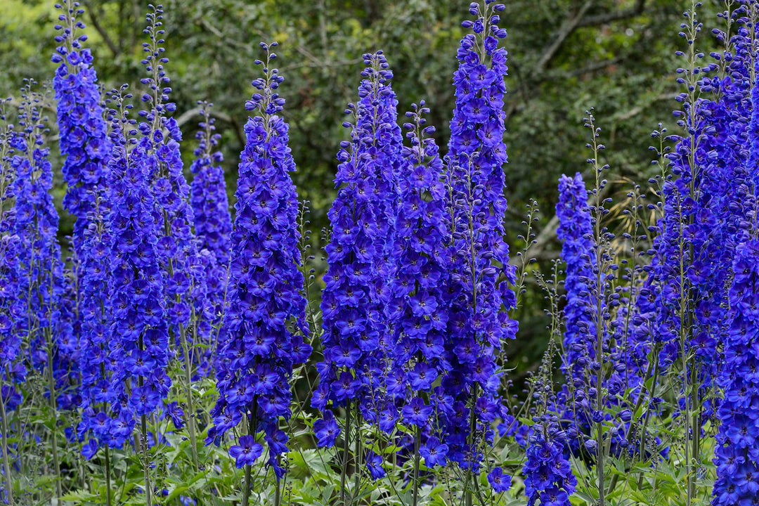 delphinium astolat flower seeds