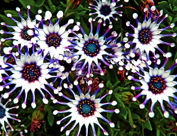 Osteospermum Eyed Flower Seeds – Heirloom, Non-GMO, High Germination Organic Garden Seeds for Planting
