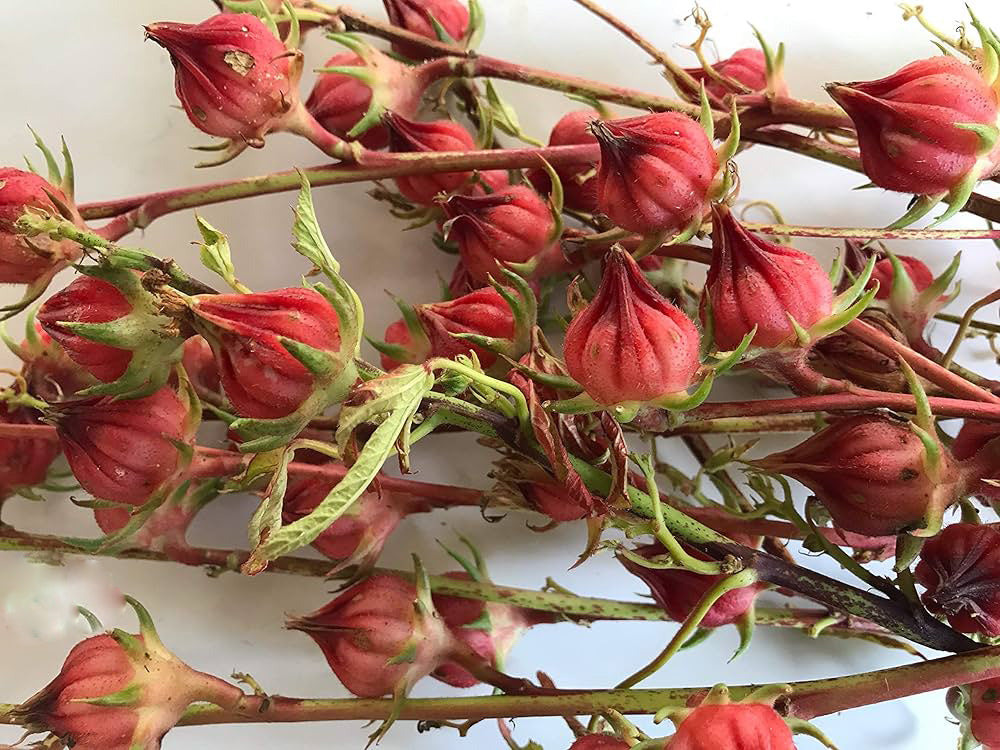 Hibiscus Rosella Flower Seeds – Heirloom, Non-GMO, High Germination Seeds
