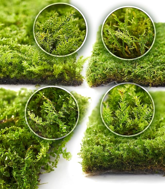 Moss Bryophyta herb seeds