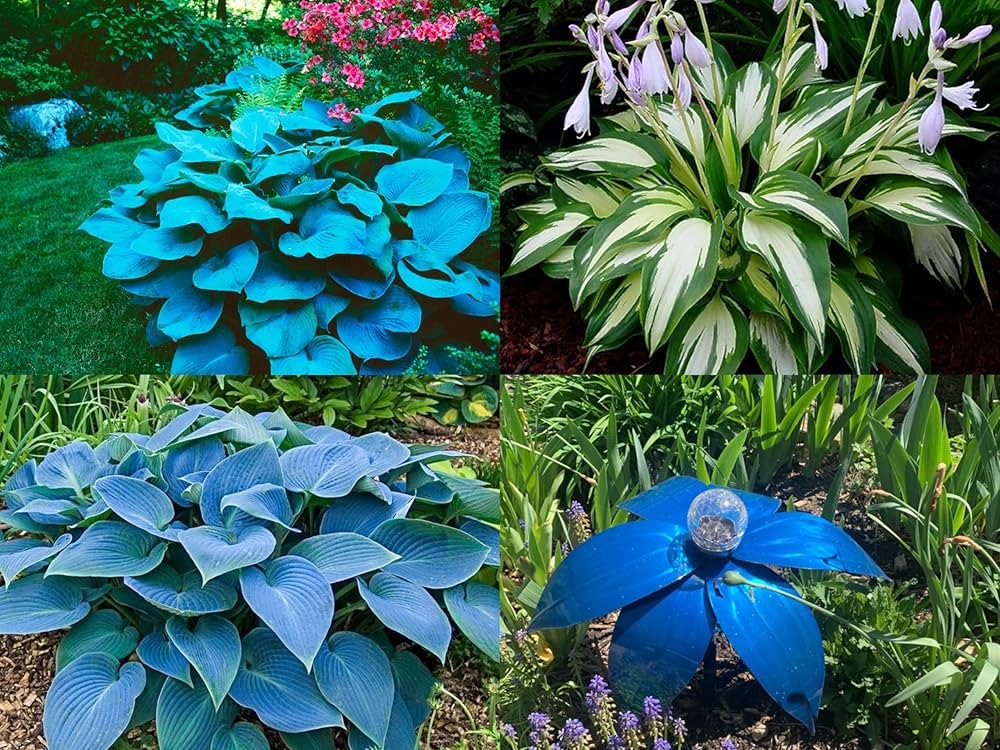 Mixed Hosta Flower Seeds – Heirloom, Non-GMO, High Germination Seeds