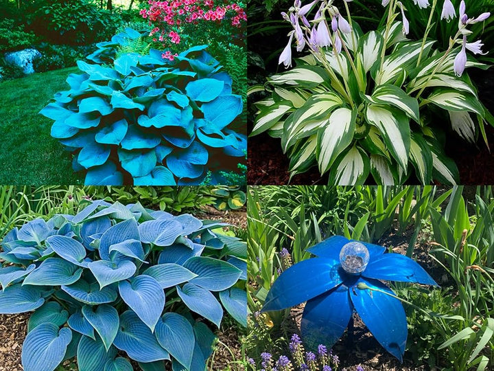 Mixed Hosta Flower Seeds – Heirloom, Non-GMO, High Germination Seeds