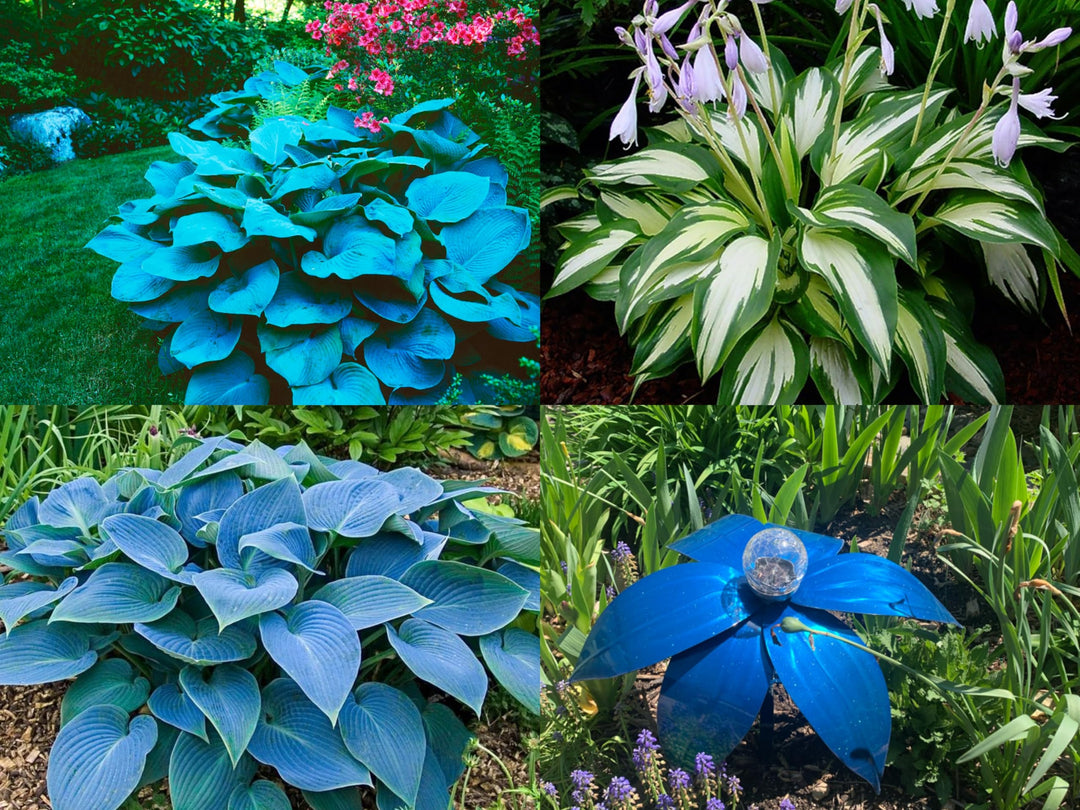 hosta flowering flower seeds