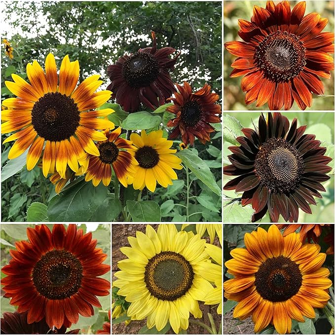 flare sunflower flower seeds