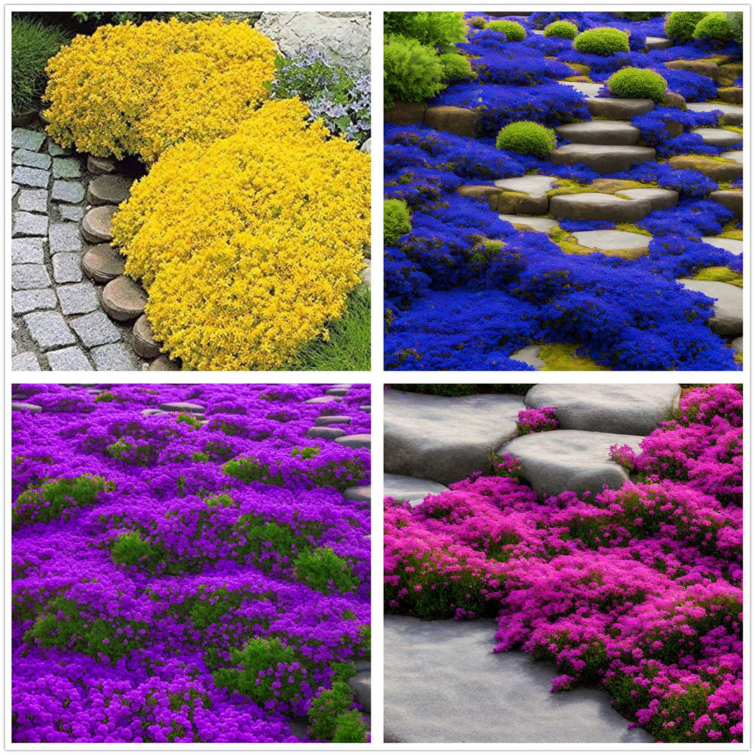 Creeping Thyme Flower Seeds Mixed – Heirloom Non-GMO High Germination