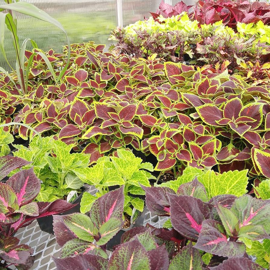 coleus plectranthus flower seeds
