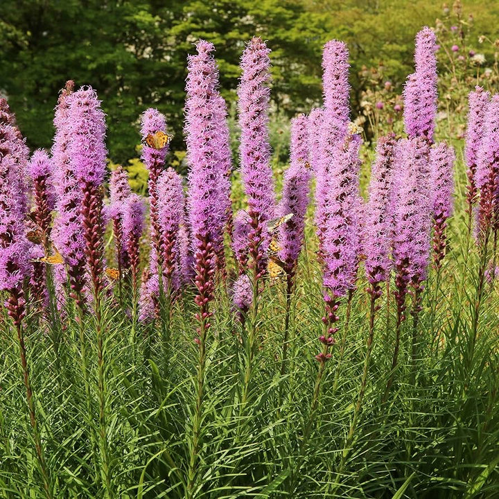 blazing star flower seeds