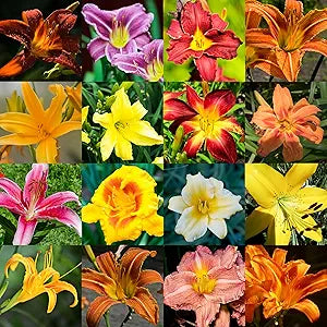 daylily hemerocallis flower seeds