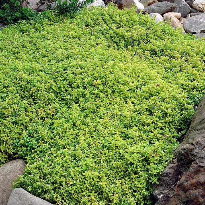 Green Creeping Thyme Flower Seeds for Planting – Heirloom Non-GMO High Germination