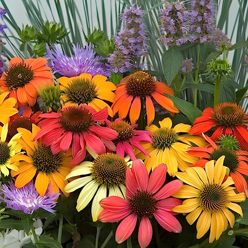 Echinacea Flower Seeds Mixed – Heirloom, Non-GMO, High Germination Seeds